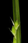 Acid-loving sedge